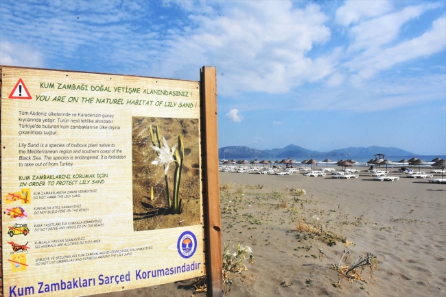 Koruma altındaki kum zambakları Akdeniz ve Ege sahillerini süslüyor